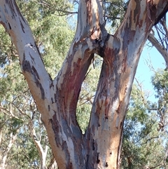 Eucalyptus sp. (A Gum Tree) at Maude, NSW - 2 Feb 2022 by MB