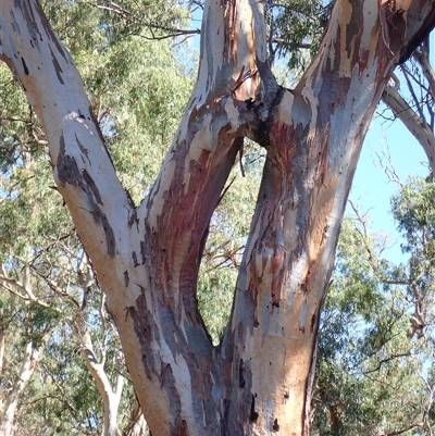 Eucalyptus (genus) (A Gum Tree) at Maude, NSW - 2 Feb 2022 by MB