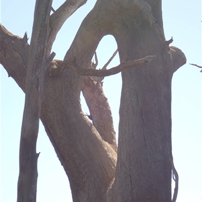 Eucalyptus (genus) (A Gum Tree) at Hay South, NSW - 2 Feb 2022 by MB