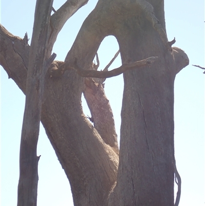 Eucalyptus sp. (A Gum Tree) at Hay South, NSW - 2 Feb 2022 by MB