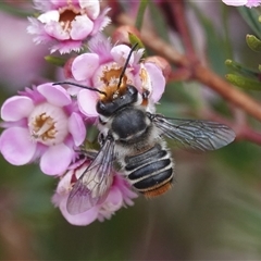 Megachile (Eutricharaea) maculariformis (Gold-tipped leafcutter bee) at Hall, ACT - 15 Nov 2024 by Anna123