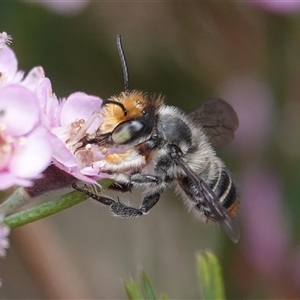 Megachile (Eutricharaea) maculariformis at Hall, ACT - 15 Nov 2024