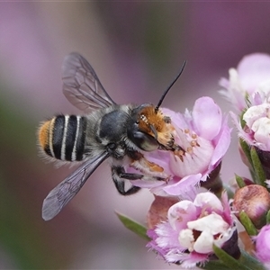 Megachile (Eutricharaea) maculariformis at Hall, ACT - 15 Nov 2024