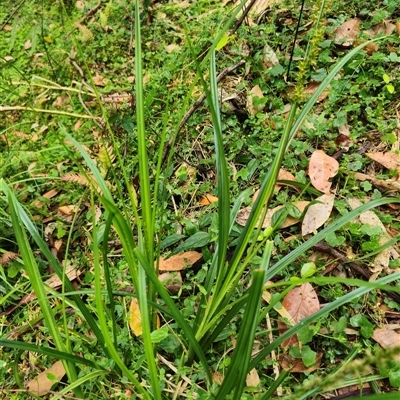 Carex incomitata (Hillside Sedge) at Kangaroo Valley, NSW by maureenbell