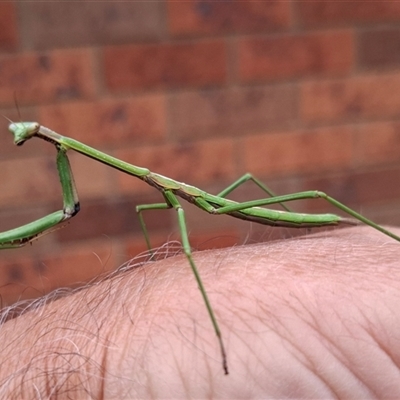 Pseudomantis albofimbriata at Chisholm, ACT - 13 Nov 2024 by RomanSoroka