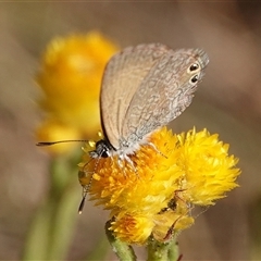 Nacaduba biocellata (Two-spotted Line-Blue) at Hall, ACT - 14 Nov 2024 by Anna123