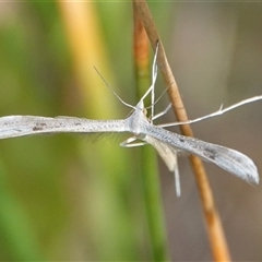 Platyptilia celidotus (Plume Moth) at Hall, ACT - 14 Nov 2024 by Anna123