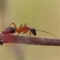 Camponotus consobrinus (Banded sugar ant) at Gundaroo, NSW - 11 Nov 2024 by ConBoekel