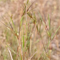 Themeda triandra (Kangaroo Grass) at Gundaroo, NSW - 10 Nov 2024 by ConBoekel