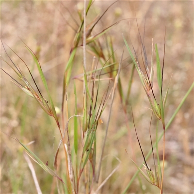 Themeda triandra (Kangaroo Grass) at Gundaroo, NSW - 10 Nov 2024 by ConBoekel