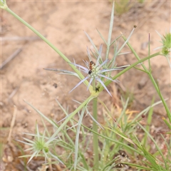 Eryngium ovinum (Blue Devil) at Gundaroo, NSW - 10 Nov 2024 by ConBoekel