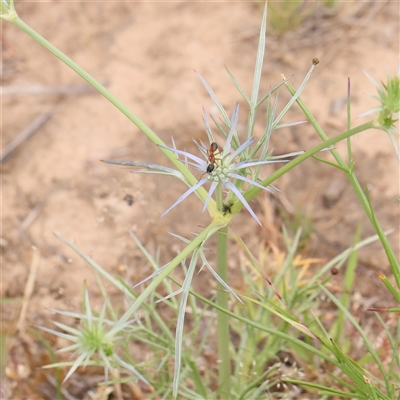 Eryngium ovinum (Blue Devil) at Gundaroo, NSW - 10 Nov 2024 by ConBoekel