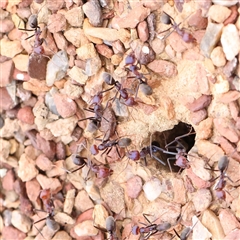 Iridomyrmex purpureus (Meat Ant) at Gundaroo, NSW - 11 Nov 2024 by ConBoekel