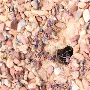 Iridomyrmex purpureus at Gundaroo, NSW - 11 Nov 2024 07:51 AM