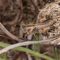 Unidentified Grasshopper (several families) at Gundaroo, NSW - 10 Nov 2024 by ConBoekel