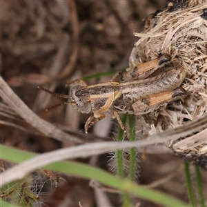 Brachyexarna lobipennis at Gundaroo, NSW - 11 Nov 2024 07:50 AM
