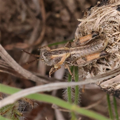 Brachyexarna lobipennis (Stripewinged meadow grasshopper) at Gundaroo, NSW - 11 Nov 2024 by ConBoekel