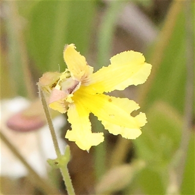 Goodenia paradoxa (Spur Goodenia) at Gundaroo, NSW - 10 Nov 2024 by ConBoekel