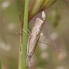 Culladia cuneiferellus (Crambinae moth) at Gundaroo, NSW - 11 Nov 2024 by ConBoekel