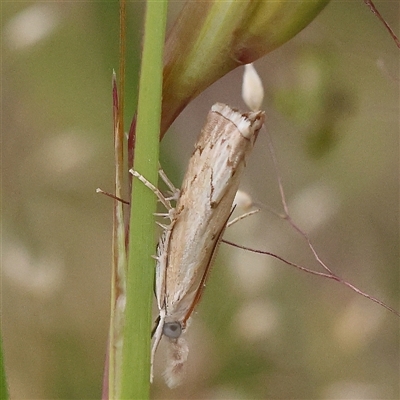 Culladia cuneiferellus (Crambinae moth) at Gundaroo, NSW - 11 Nov 2024 by ConBoekel