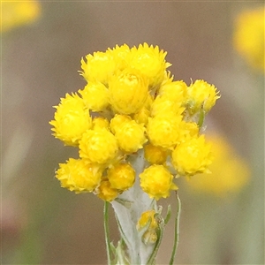 Chrysocephalum semipapposum at Gundaroo, NSW - 11 Nov 2024