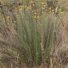 Chrysocephalum semipapposum at Gundaroo, NSW - 11 Nov 2024