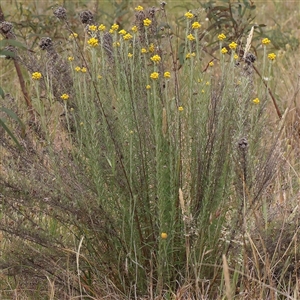 Chrysocephalum semipapposum at Gundaroo, NSW - 11 Nov 2024