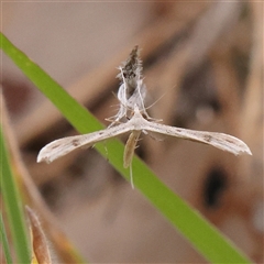 Platyptilia celidotus (Plume Moth) at Gundaroo, NSW - 11 Nov 2024 by ConBoekel