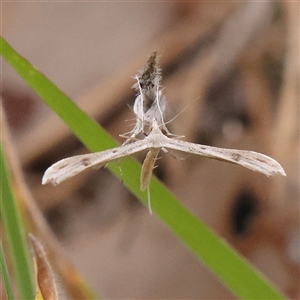 Platyptilia celidotus at Gundaroo, NSW - 11 Nov 2024