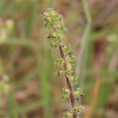 Acaena x ovina (Sheep's Burr) at Gundaroo, NSW - 11 Nov 2024 by ConBoekel