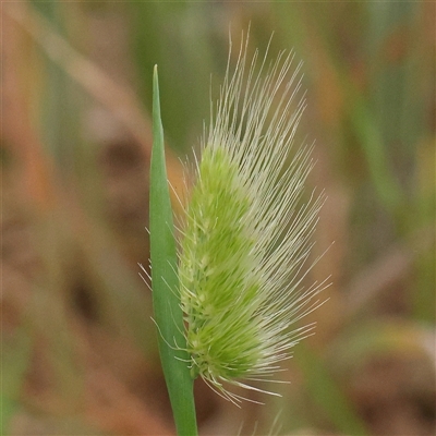 Cynosurus echinatus (Rough Dog's Tail Grass) at Gundaroo, NSW - 11 Nov 2024 by ConBoekel