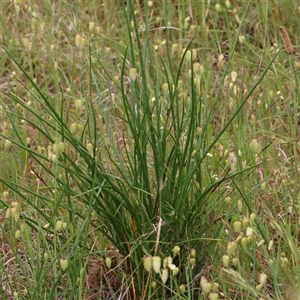 Eryngium ovinum at Gundaroo, NSW - 11 Nov 2024