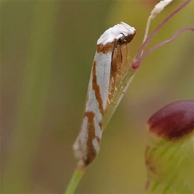 Oxythecta (genus) at Gundaroo, NSW - 11 Nov 2024 by ConBoekel