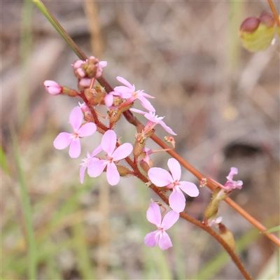 Stylidium graminifolium (grass triggerplant) at Gundaroo, NSW - 11 Nov 2024 by ConBoekel