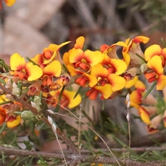 Dillwynia sericea (Egg And Bacon Peas) at Gundaroo, NSW - 10 Nov 2024 by ConBoekel