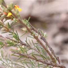 Dillwynia sericea at Gundaroo, NSW - 11 Nov 2024 07:36 AM