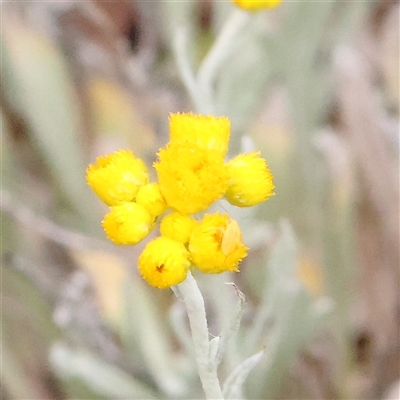 Chrysocephalum apiculatum (Common Everlasting) at Gundaroo, NSW - 11 Nov 2024 by ConBoekel