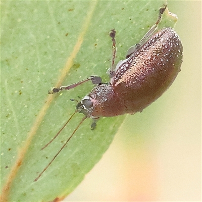 Edusella sp. (genus) (A leaf beetle) at Gundaroo, NSW - 11 Nov 2024 by ConBoekel