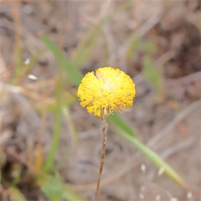 Leptorhynchos squamatus subsp. squamatus (Scaly Buttons) at Gundaroo, NSW - 10 Nov 2024 by ConBoekel