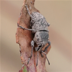 Polyphrades paganus (A weevil) at Gundaroo, NSW - 10 Nov 2024 by ConBoekel