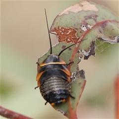 Ellipsidion australe (Austral Ellipsidion cockroach) at Gundaroo, NSW - 11 Nov 2024 by ConBoekel