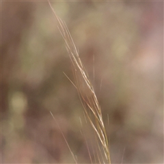 Austrostipa scabra (Corkscrew Grass, Slender Speargrass) at Gundaroo, NSW - 10 Nov 2024 by ConBoekel