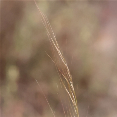 Austrostipa scabra (Corkscrew Grass, Slender Speargrass) at Gundaroo, NSW - 10 Nov 2024 by ConBoekel