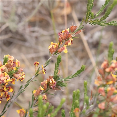 Dillwynia sericea (Egg And Bacon Peas) at Gundaroo, NSW - 10 Nov 2024 by ConBoekel