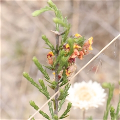 Dillwynia sericea at Gundaroo, NSW - 11 Nov 2024