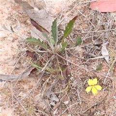 Goodenia hederacea subsp. hederacea (Ivy Goodenia, Forest Goodenia) at Gundaroo, NSW - 11 Nov 2024 by ConBoekel