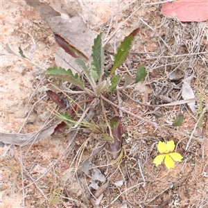 Goodenia hederacea subsp. hederacea at Gundaroo, NSW - 11 Nov 2024