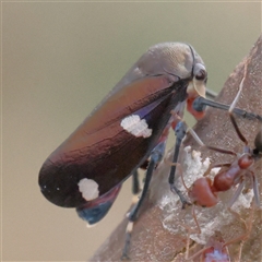 Eurymela distincta (Gumtree leafhopper) at Gundaroo, NSW - 10 Nov 2024 by ConBoekel