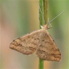 Scopula rubraria (Reddish Wave, Plantain Moth) at Gundaroo, NSW - 11 Nov 2024 by ConBoekel