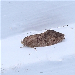 Oecophoridae (family) (Unidentified Oecophorid concealer moth) at Turner, ACT - 10 Nov 2024 by ConBoekel